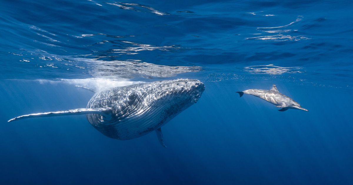 Dolphin Dialects
