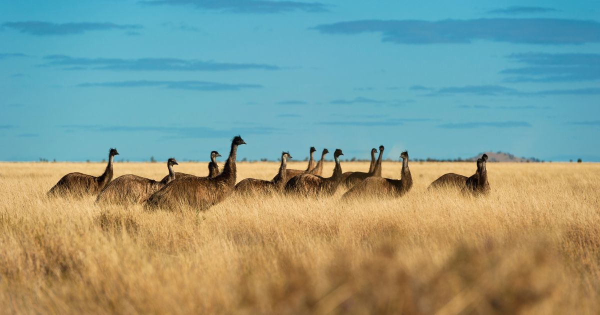 The Great Emu War of Australia